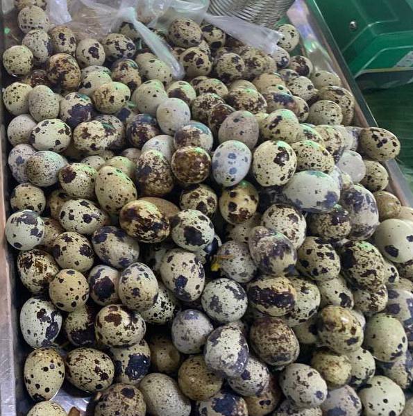 08. Quail's egg​ Boils (10pcs)