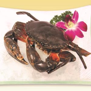 83.Mud Crab (1pcs)