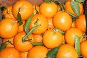 26.Mandarin Orange/1unit