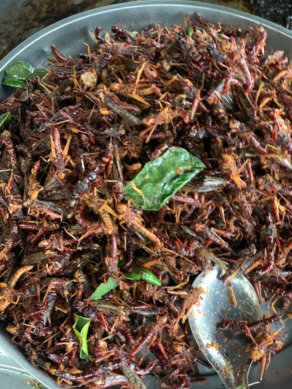 06. Fried Grasshopper (1 can)